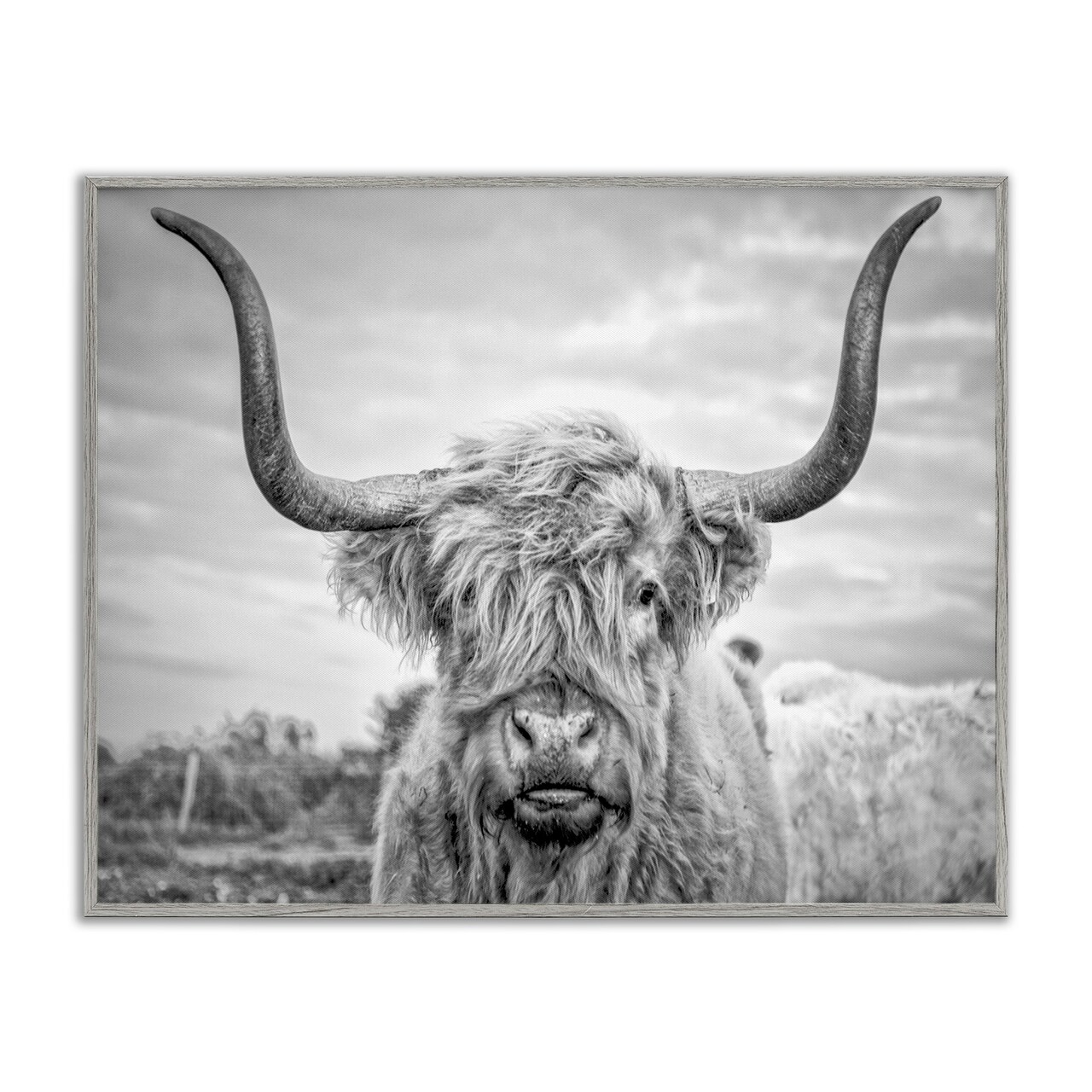 Stupell Industries Grey Highland Cow Photograph Framed Giclee Art